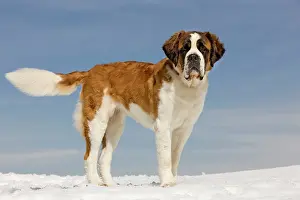 Bernards: Dog - St Bernard - in snow