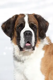 Bernards: Dog - St. Bernard in snow
