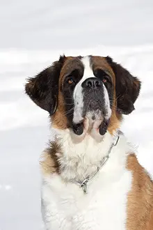 Bernards: Dog - St. Bernard in snow