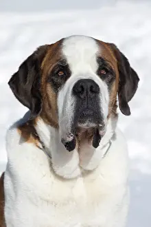 Bernards: Dog - St. Bernard in snow
