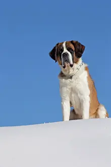 Bernards: Dog - St. Bernard in snow