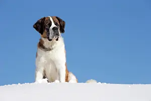 Bernards: Dog - St. Bernard in snow