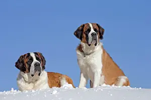 Bernards: Dog - St. Bernard in snow