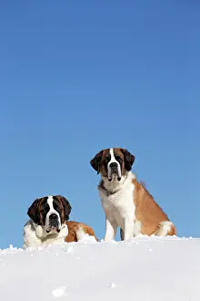 Bernards: Dog - St. Bernard in snow