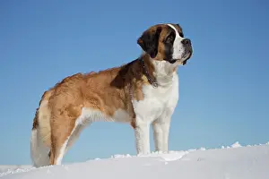 Bernards: Dog - St. Bernard in snow