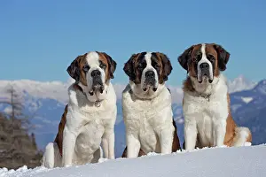Bernards: Dog - St. Bernard in snow with mountain scenery
