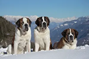 Bernards: Dog - St. Bernard in snow with mountain scenery