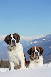Bernards: Dog - St. Bernard in snow with mountain scenery