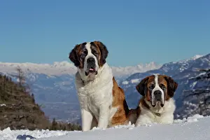 Bernards: Dog - St. Bernard in snow with mountain scenery