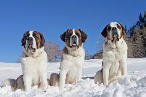 Bernards: Dog - St. Bernard in snow with mountain scenery