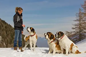 Bernards: Dog - St Bernard four in snow with woman