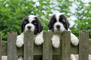 Saint: DOG. St Bernard, x2, 10 week old puppies with paws over fen