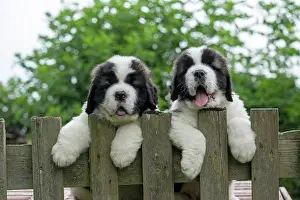 Saint: DOG. St Bernard, x2, 10 week old puppies with paws over fen