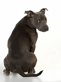 Staffie: Dog Staffordshire Bull Terrier