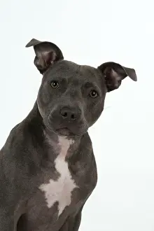 Staffie: Dog Staffordshire Bull Terrier