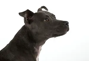 Staffie: Dog Staffordshire Bull Terrier