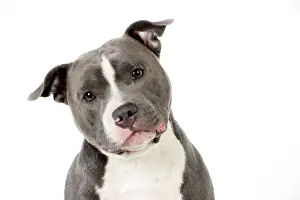 Cocked: Dog - Staffordshire Bull Terrier head & shoulders
