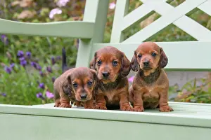 190921: DOG. Standard Dachshund puppies, 6 weeks old, X3 sitting tog