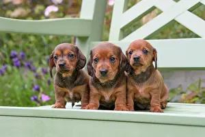 190921: DOG. Standard Dachshund puppies, 6 weeks old, X3 sitting tog
