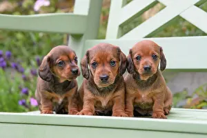 190921: DOG. Standard Dachshund puppies, 6 weeks old, X3 sitting tog