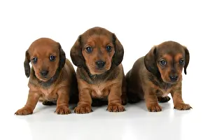 190921: DOG. Standard Dachshund puppies, 6 weeks old, X2 sitting tog