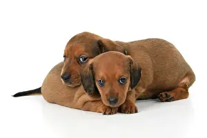 190921: DOG. Standard Dachshund puppies, 6 weeks old, X2 laying toge
