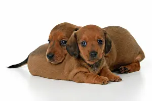 190921: DOG. Standard Dachshund puppies, 6 weeks old, X2 laying toge