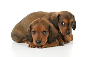 190921: DOG. Standard Dachshund puppies, 6 weeks old, X2 laying toge