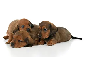 190921: DOG. Standard Dachshund puppies, 6 weeks old, X3 laying toge