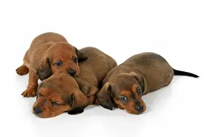 190921: DOG. Standard Dachshund puppies, 6 weeks old, X3 laying toge