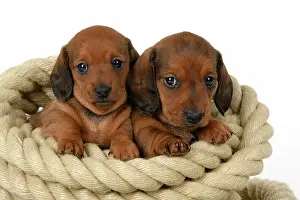 Coil: DOG. Standard Dachshund puppies, 6 weeks old, X2 sitting in