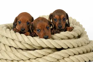 Coil: DOG. Standard Dachshund puppies, 6 weeks old, X3 sitting in
