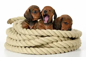 Coil: DOG. Standard Dachshund puppies, 6 weeks old, X3 sitting in