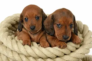 Rope: DOG. Standard Dachshund puppies, 6 weeks old, X2 sitting in