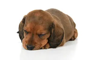 190921: DOG. Standard Dachshund puppy, 6 weeks old, laying, sleepin