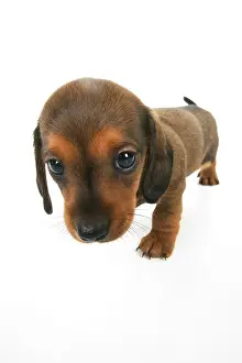 Distorted: DOG. Standard Dachshund puppy, 6 weeks old, wide angle, stud