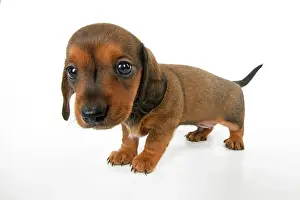 Distorted: DOG. Standard Dachshund puppy, 6 weeks old, wide angle, stud