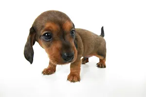 Distorted: DOG. Standard Dachshund puppy, 6 weeks old, wide angle, stud