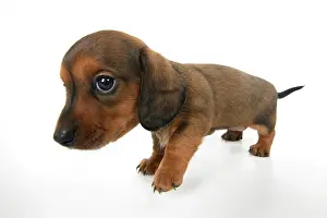 Distorted: DOG. Standard Dachshund puppy, 6 weeks old, wide angle, stud
