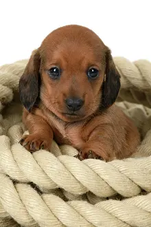 Coil: DOG. Standard Dachshund puppy, 6 weeks old, sitting in a rol