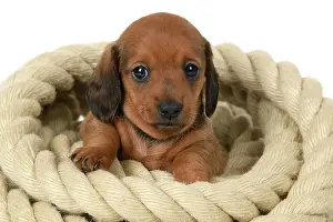 Coil: DOG. Standard Dachshund puppy, 6 weeks old, sitting in a rol