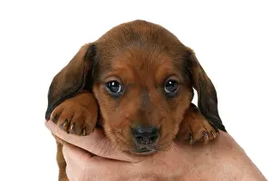 190921: DOG. Standard Dachshund puppy, 6 weeks old, held in hands, s