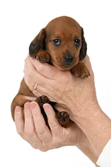 Standard: DOG. Standard Dachshund puppy, 6 weeks old, held in hands, s