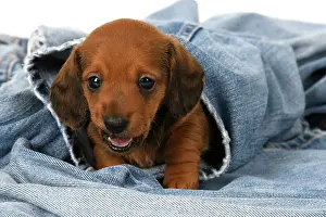 Standard: DOG. Standard Dachshund puppy, 6 weeks old, sleepy, laying o