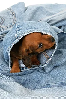 Standard: DOG. Standard Dachshund puppy, 6 weeks old, in denim jeans