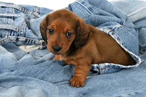 Standard: DOG. Standard Dachshund puppy, 6 weeks old, in denim jeans