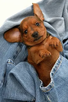 Standard: DOG. Standard Dachshund puppy, 6 weeks old, in denim jeans