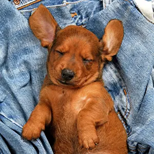 Standard: DOG. Standard Dachshund puppy, 6 weeks old, sleepy, laying o