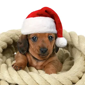 211121: DOG. Standard Dachshund puppy, 6 weeks old, sitting in a rol