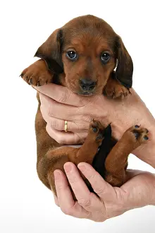 Held: DOG. Standard Dachshund puppy, 6 weeks old, held in hands, s